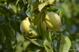 jardin,fruits,Caro,papillons,manthe religieuse,Lalinde 053-001.JPG