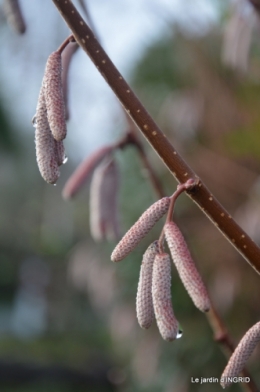 oiseaux cacaouettes gouttes,petits fruits 029.JPG