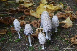 Neuvic,jardin,champignons canal 110.JPG