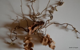 matin d'hiver,tableaux de fleurs janvier 058.JPG