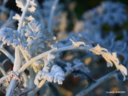 première gelée,compositions florales à garder,jardin 009-001.JPG