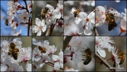 2014-02-23 travaux,brocante,abeilles,jonquilles,prunus,mimosa.jpg