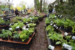 Fouleix,marguerites,hostas 003.JPG