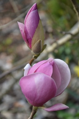 chevreuil,jardin,Paques avec les enfants 040.JPG