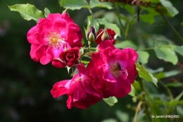 bouquet,jardin de Monet,les vaches,Pourville sur mer 076.JPG