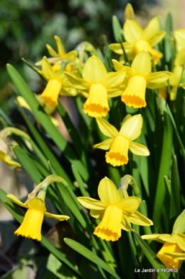 jonquilles,Montignac,massifs,coucher de soleil 006.JPG