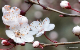 prunus,anniversaure Romane,taille haie 044-001.JPG