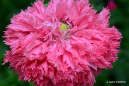 jardin,les filles,gerbera,Lalinde 007.JPG