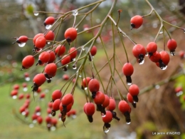 oiseaux cacaouettes gouttes,petits fruits 043.JPG