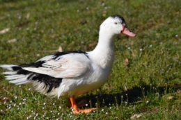 le canard blanc,crocus,petasite,magnolia 061.JPG