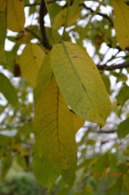automne