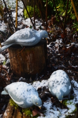 Neige en dordogne,jardin 155.JPG