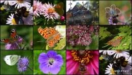 2013-09-08 après la pluie,Tuillères,Mne Peirichou fleurs.JPG