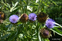 tournesols,podium,Lucas,jardin,Calès 030.JPG