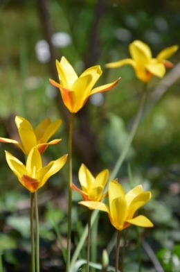 avant tonte,après,euphorbes,tulipes botaniques,autres 036.JPG