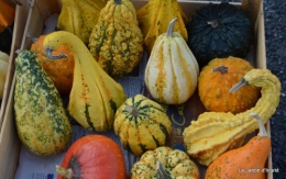 champignons,citrouilles,st Mayme de Péreyrol,fuschias,jardin aut 061.JPG