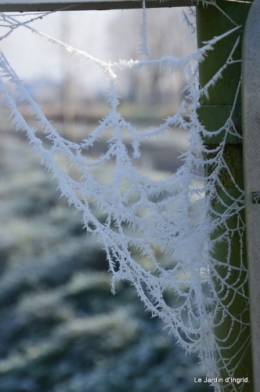 givre,maison,oiseaux 116.JPG