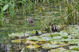 puces Lalinde,bébés canards,au moulin souci 043.JPG