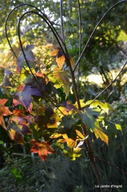 jardin début d'automne ,Sophie,rouge 014.JPG