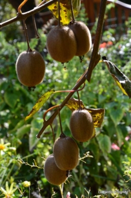 jardin octobre 047.JPG