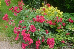 roses,poule d'eau,bébés cygnes, 057.JPG