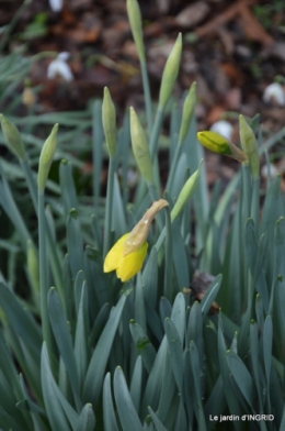 février,perces-neiges,hamamélis,paquerettes 048.JPG