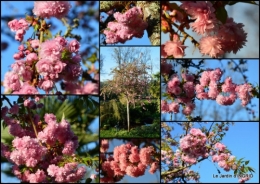 2015-04-13 Bergerac, jardin ,arbres fruitiers,printemps.JPG