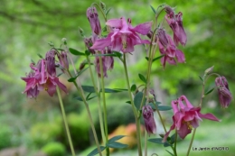 jardin avril,tulipes pivoine,iris d'eau,chenilles 071.JPG