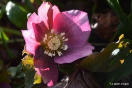 helebores,perce neige,chevreuils 030.JPG