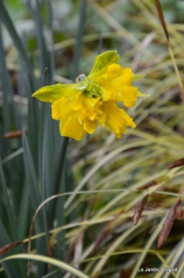 jonquilles,aubriétia,pervenche,primevères,lamier,crocus,violettes,cognassier du japon,euphorbe myrsinittes,prunus sauvage