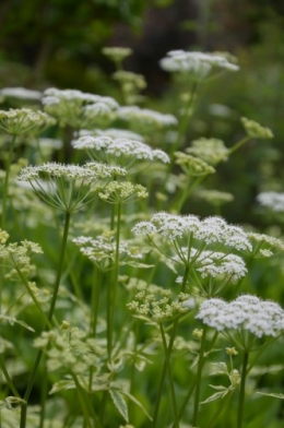 rosiers,fleurs blanches,pollen,magasin 029.JPG