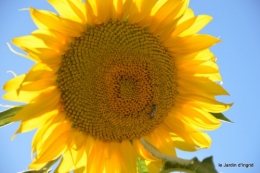 tournesols,podium,Lucas,jardin,Calès 007.JPG