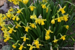 jonquilles,aubriétia,pervenche,primevères,lamier,crocus,violettes,cognassier du japon,euphorbe myrsinittes,prunus sauvage