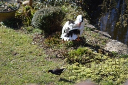 le canard blanc,crocus,petasite,magnolia 069.JPG