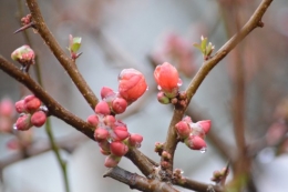 givre,primevère bleue,jonquilles,nichoirs 011.JPG