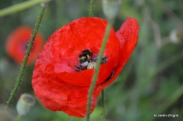 coquelicots,les filles,les Anglais visite,bébette 005.JPG