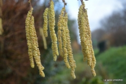 oiseaux cacaouettes gouttes,petits fruits 028.JPG