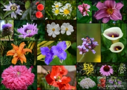 2015-06-27 jardin juin,cabane,bouquet2.jpg