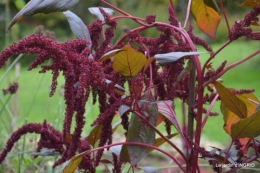 Citrouille à Issigeac,Julie,jardin 054.JPG