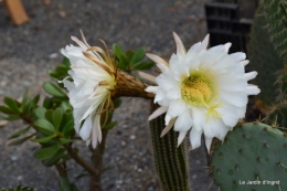 canal,fleurs blanches,marguerites,LE FLEIX,osier 095.JPG