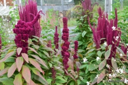 jardin,papillons,anniversaire d'Ines,bricolage 077.JPG