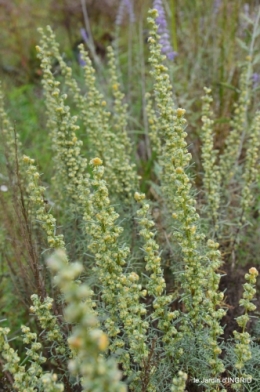 chez Willy,jardin 081.JPG