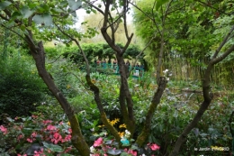 bouquet,jardin de Monet,les vaches,Pourville sur mer 139.jpg