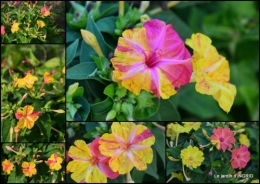 2015-07-23 jardin ,bord de la Dordogne,cygnes.jpg