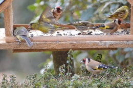 les oiseaux sur terrasse 043.JPG