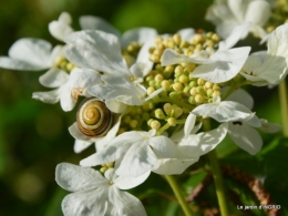 geais,jardin,printemps 056.JPG