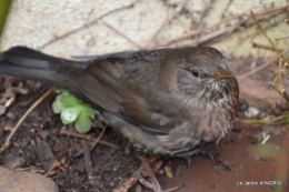 oiseaux,travaux,arbustes,les dernières fleurs 004.JPG