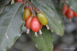 oiseaux cacaouettes gouttes,petits fruits 072.JPG