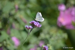 coeur des fleurs,papillons,libellules 157.JPG