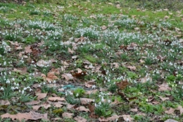 helebores,perce neige,chevreuils 101.JPG